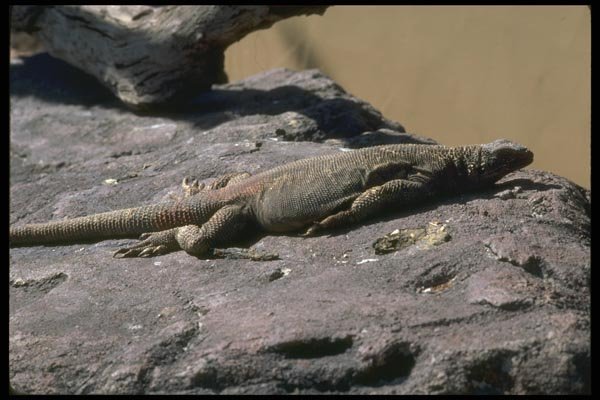 087044 Arizona Chuckwalla A4 Photo Print
