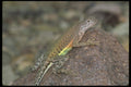 087045 Southwestern Earless Lizard A4 Photo Print