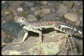 087046 Zebra Tailed Lizard A4 Photo Print