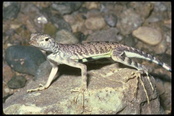 087046 Zebra Tailed Lizard A4 Photo Print