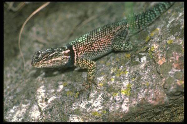 087047 Yarrow's Spiny Lizard A4 Photo Print
