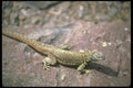087048 Lava Lizard A4 Photo Print