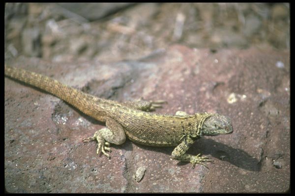 087048 Lava Lizard A4 Photo Print