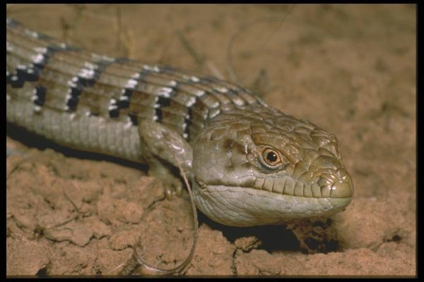 087049 Texas Alligator Lizard A4 Photo Print