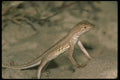087050 Keeled Earless Lizard A4 Photo Print
