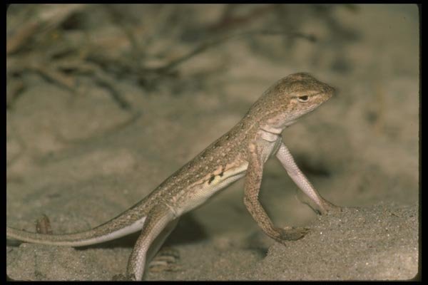087050 Keeled Earless Lizard A4 Photo Print