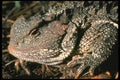 087051 Mountain Short Horned Lizard A4 Photo Print