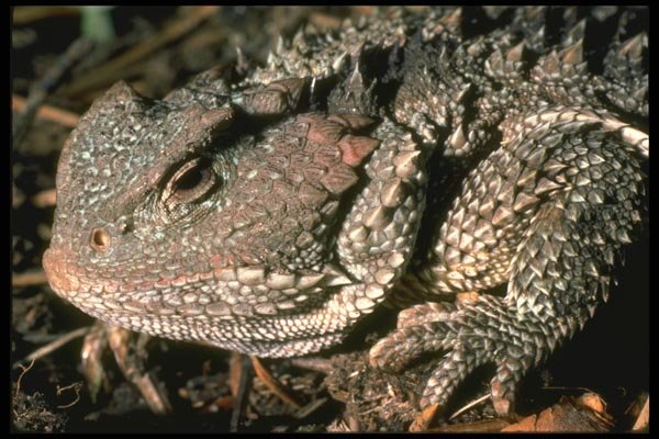 087051 Mountain Short Horned Lizard A4 Photo Print