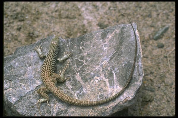 087052 California Whiptail Lizard A4 Photo Print
