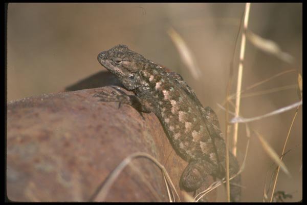 087053 Western Fence Lizard A4 Photo Print