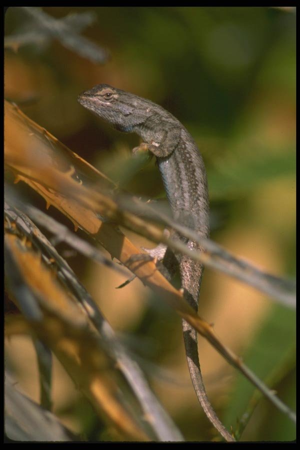 087054 Fence Lizard A4 Photo Print