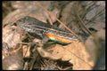 087055 Bunch Grass Lizard A4 Photo Print