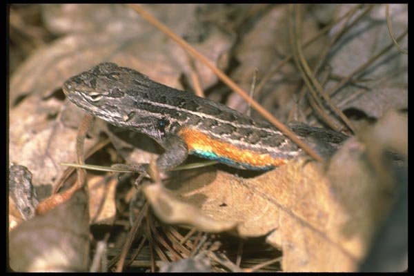 087055 Bunch Grass Lizard A4 Photo Print