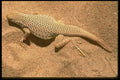 087056 Mojave Fringe Toed Lizard A4 Photo Print