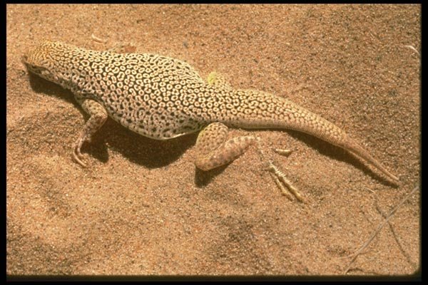 087056 Mojave Fringe Toed Lizard A4 Photo Print