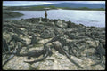 087057 Marine Iguana A4 Photo Print