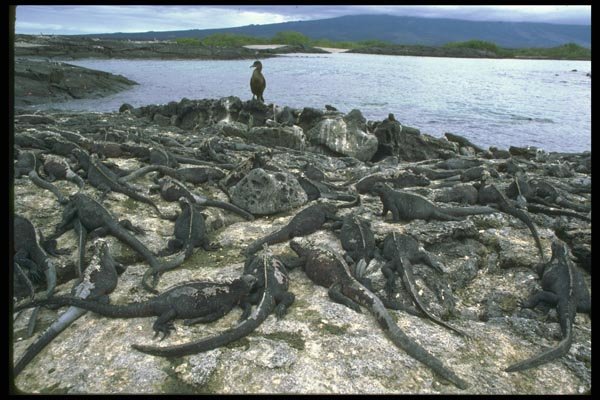 087057 Marine Iguana A4 Photo Print