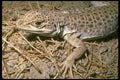 087058 Leopard Lizard A4 Photo Print