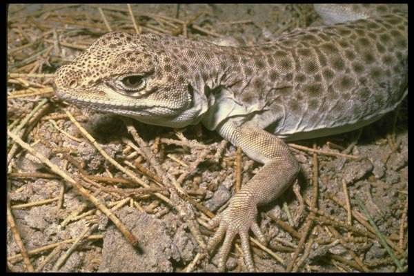 087058 Leopard Lizard A4 Photo Print