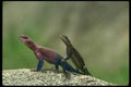 087059 Pink Agama Lizard A4 Photo Print