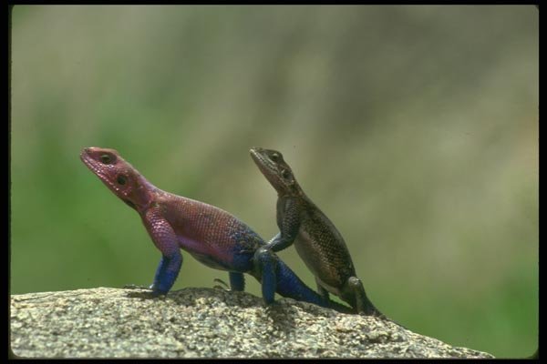 087059 Pink Agama Lizard A4 Photo Print