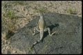 087060 Zebra Tailed Lizard A4 Photo Print