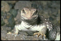 087061 Desert Iguana A4 Photo Print