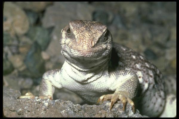 087061 Desert Iguana A4 Photo Print
