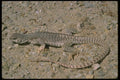 087062 Desert Iguana A4 Photo Print
