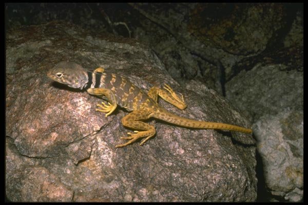 087063 Collared Lizard A4 Photo Print