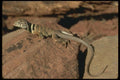 087064 Collared Lizard A4 Photo Print