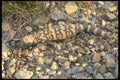 087065 Gila Monster A4 Photo Print