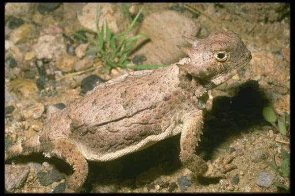 087066 Desert Horned Lizard A4 Photo Print