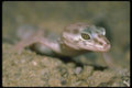 087067 Banded Gecko A4 Photo Print