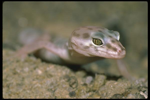 087067 Banded Gecko A4 Photo Print