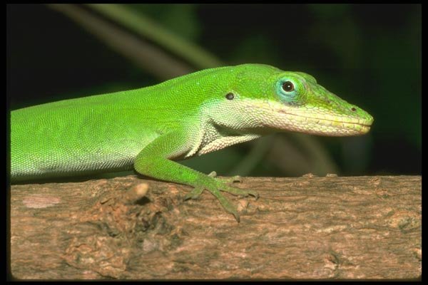 087068 Green Anole A4 Photo Print