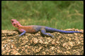 087069 Pink Agama Lizard A4 Photo Print