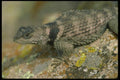 087070 Crevice Spiny Lizard A4 Photo Print