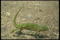 087071 Chameleon A4 Photo Print