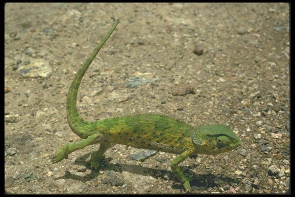 087071 Chameleon A4 Photo Print
