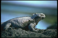 087072 Marine Iguana A4 Photo Print