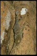087073 Gecko A4 Photo Print