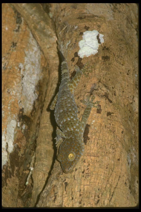 087073 Gecko A4 Photo Print