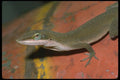 087074 Green Anole A4 Photo Print