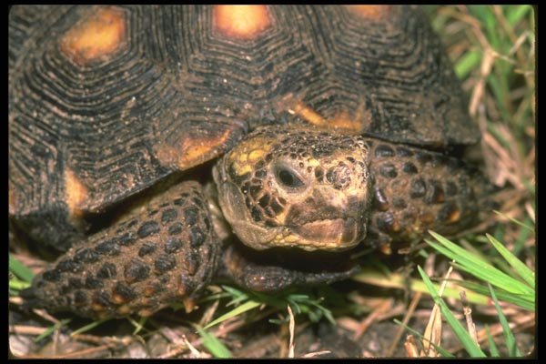 087075 Texas Tortoise A4 Photo Print