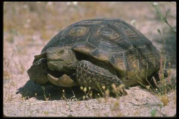 087076 Desert Tortoise A4 Photo Print