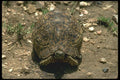087077 Radiated Tortoise A4 Photo Print
