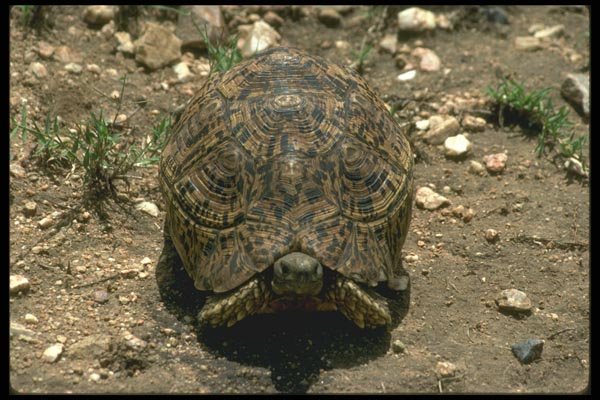 087077 Radiated Tortoise A4 Photo Print