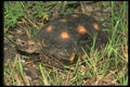087078 Texas Tortoise A4 Photo Print
