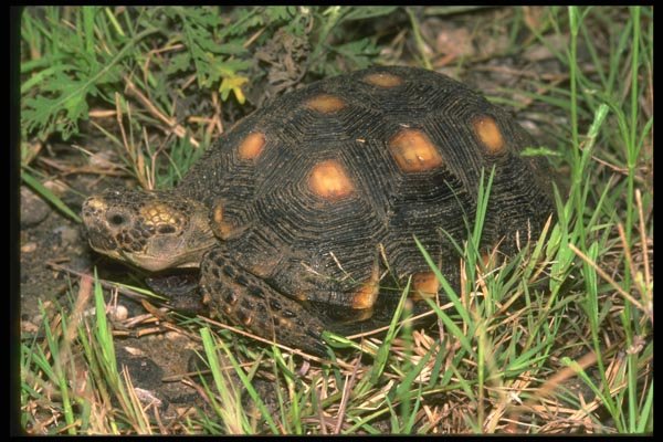 087078 Texas Tortoise A4 Photo Print